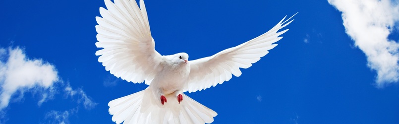 paloma-blanca-en-vuelo
